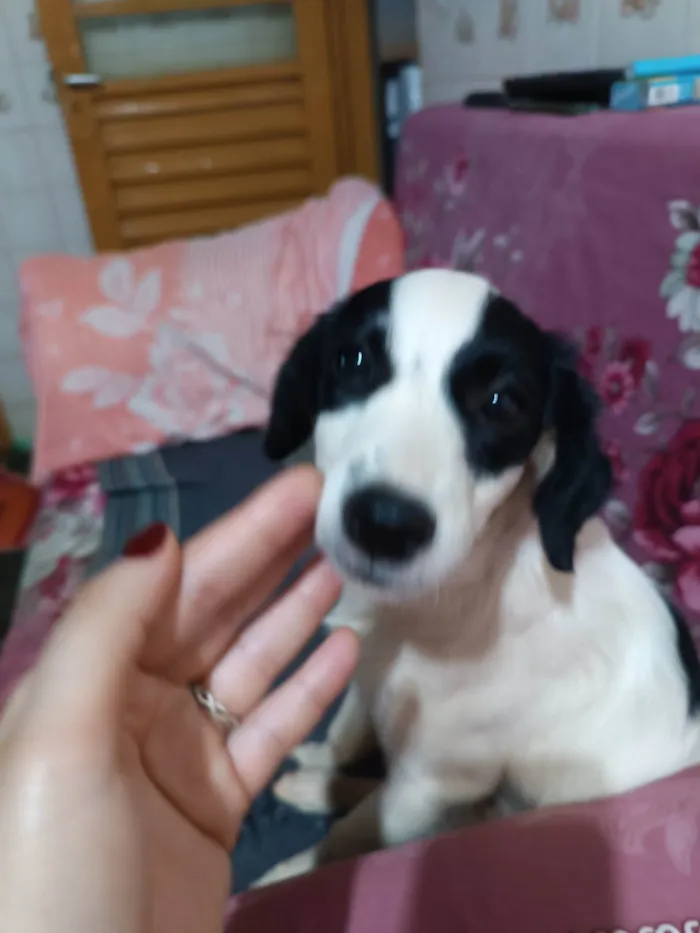 Cachorro ra a Indefinida  idade 2 a 6 meses nome Panda