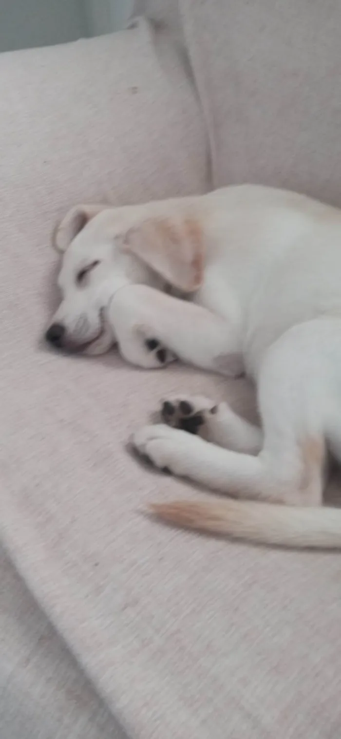 Cachorro ra a Mestiça de Labrador idade  nome Aurora