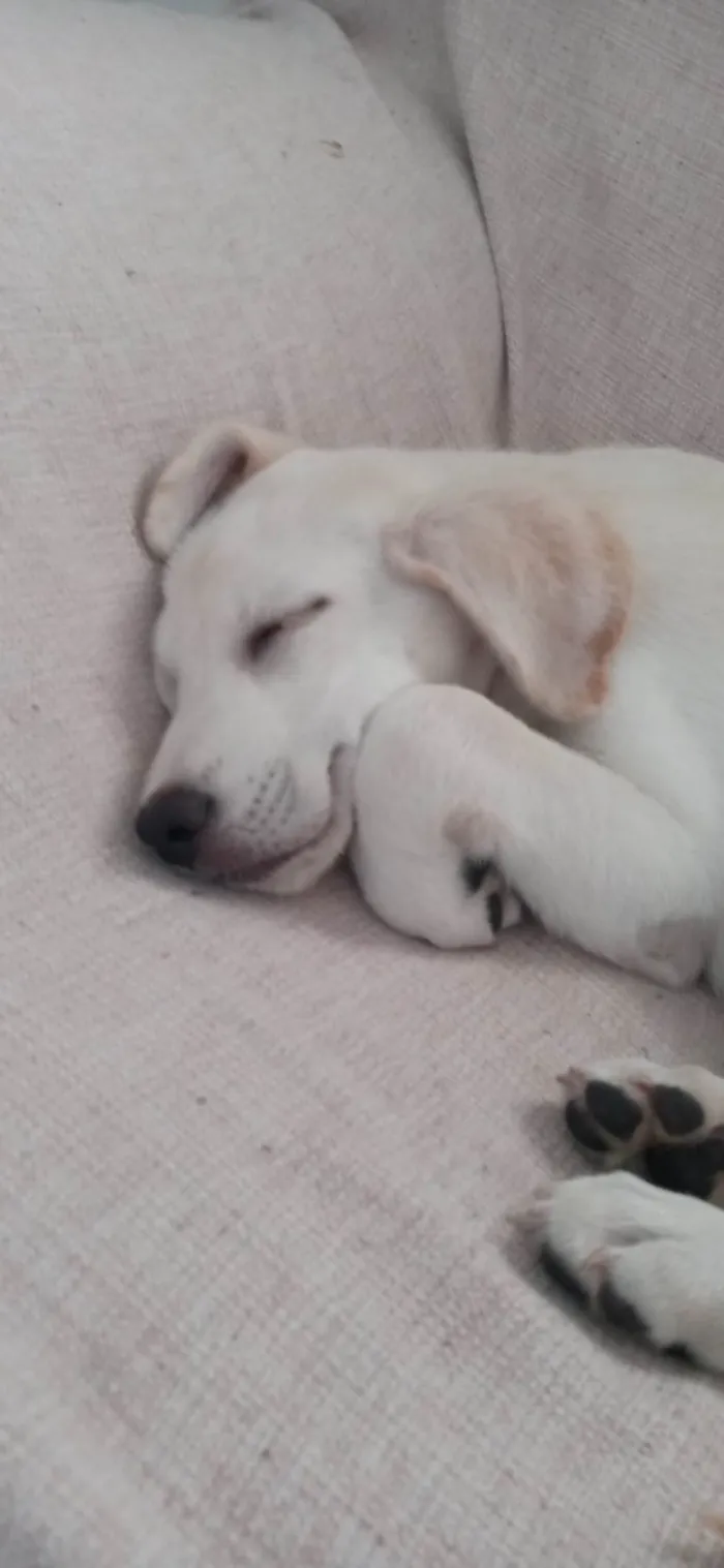 Cachorro ra a Mestiça de Labrador idade  nome Aurora