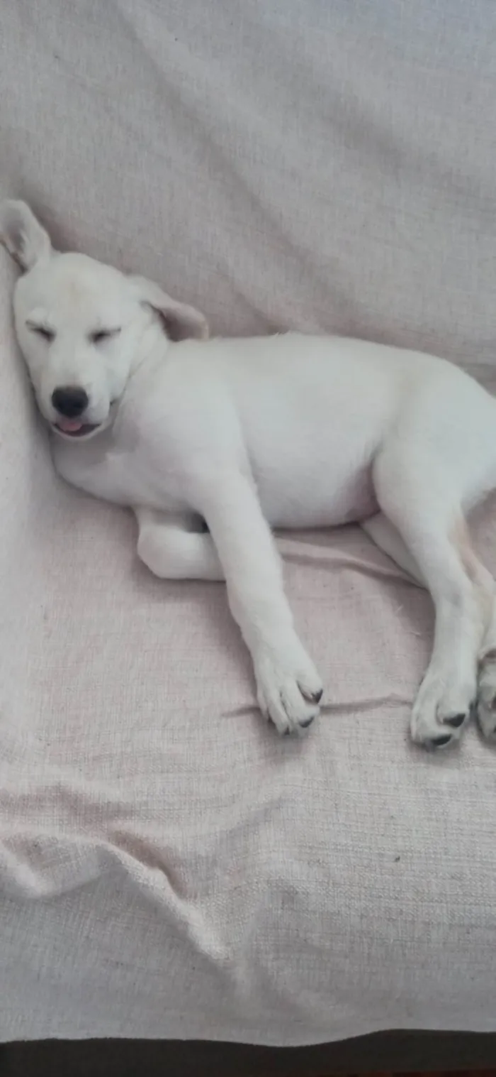 Cachorro ra a Mestiça de Labrador idade  nome Aurora