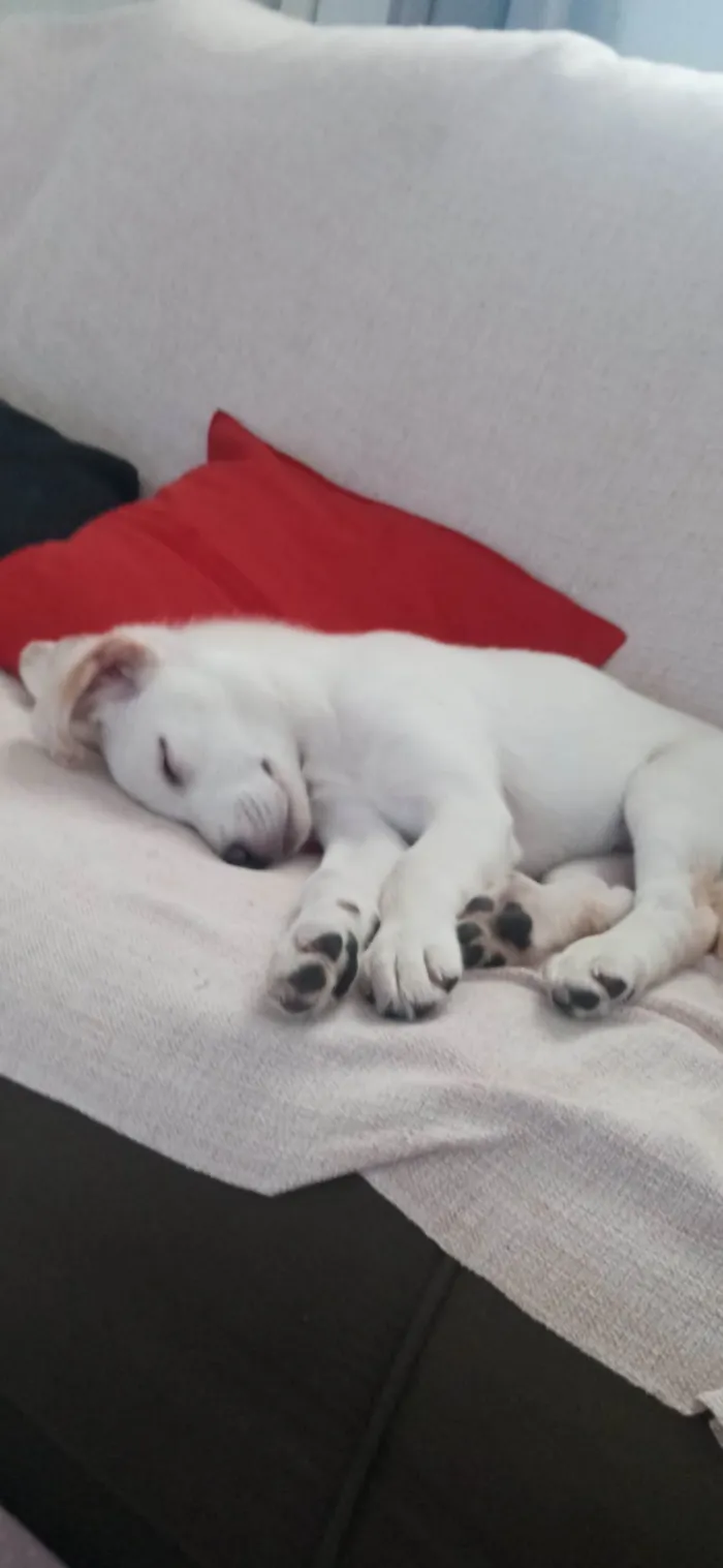 Cachorro ra a Mestiça de Labrador idade  nome Aurora