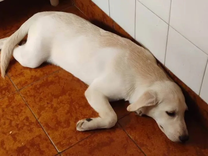 Cachorro ra a Mestiça de Labrador idade  nome Aurora