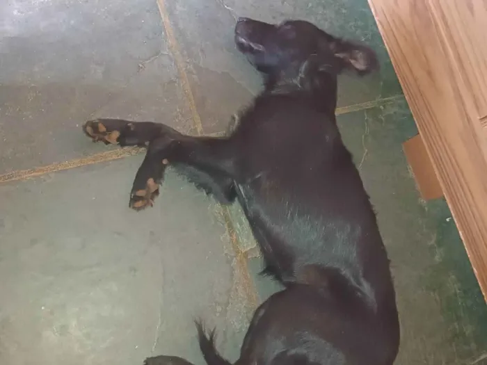 Cachorro ra a Vira lata idade 2 a 6 meses nome Faísca 