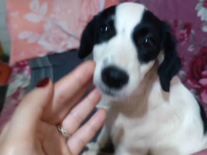 Cachorro ra a Indefinida  idade 2 a 6 meses nome Panda