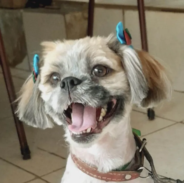 Cachorro ra a Mestica  idade 1 ano nome Tina 