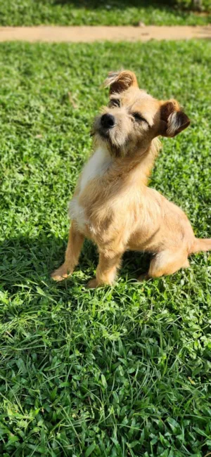 Cachorro raça SRD-ViraLata idade 1 ano nome RAYKA