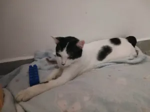 Gato raça frajola idade 2 a 6 meses nome Mingau 