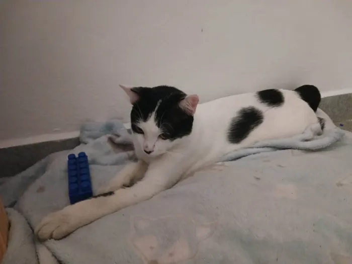 Gato ra a frajola idade 2 a 6 meses nome Mingau