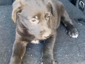 Cachorro raça SRD-ViraLata idade 2 a 6 meses nome Zara
