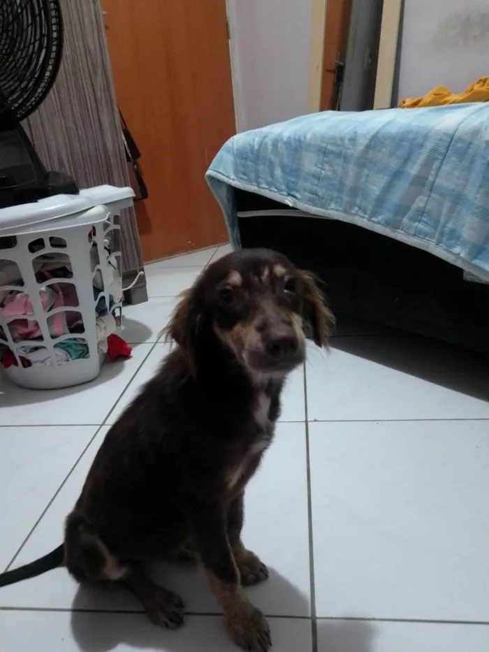 Cachorro ra a Sem raça definida SRD idade 2 a 6 meses nome Sem nome