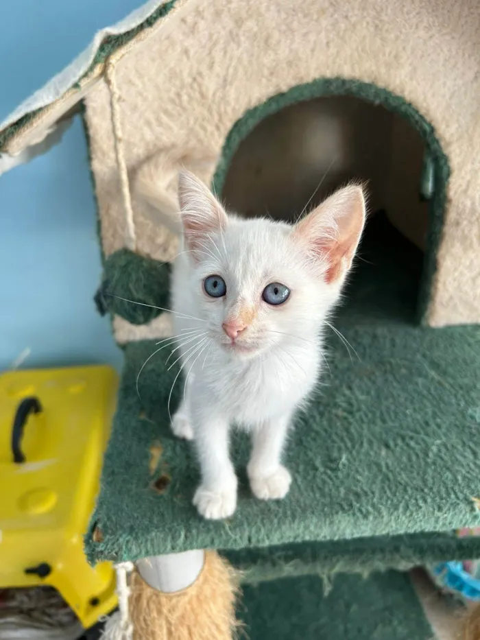 Gato ra a srd idade 2 a 6 meses nome LUÍSA E MELLODY