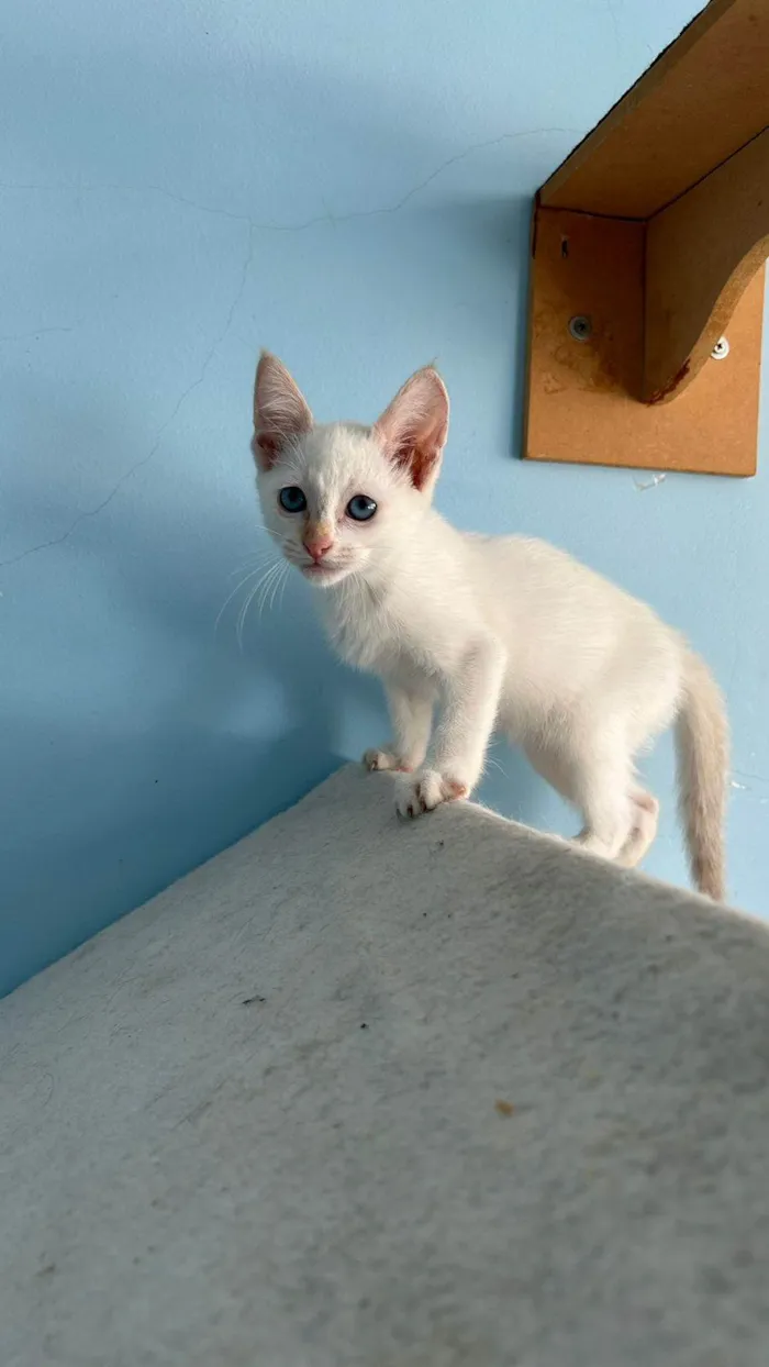 Gato ra a srd idade 2 a 6 meses nome LUÍSA E MELLODY