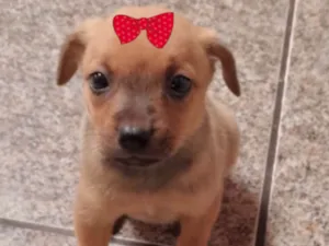 Cachorro raça Mestica  idade 2 a 6 meses nome Sofia 