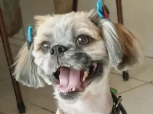 Cachorro raça Mestica  idade 1 ano nome Tina 
