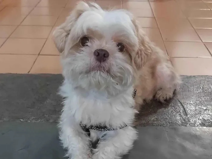 Cachorro ra a Shitzu idade 6 ou mais anos nome Nick