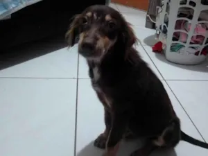 Cachorro raça Sem raça definida SRD idade 2 a 6 meses nome Sem nome