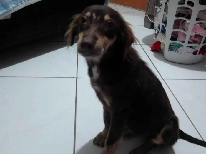 Cachorro ra a Sem raça definida SRD idade 2 a 6 meses nome Sem nome