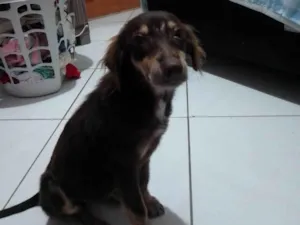 Cachorro raça Sem raça definida SRD idade 2 a 6 meses nome Sem nome