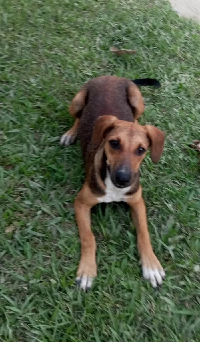 Cachorro ra a SRD-ViraLata idade 7 a 11 meses nome Luna