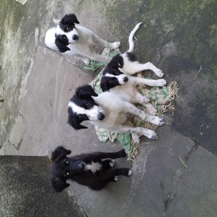 Cachorro ra a vira lata idade 2 a 6 meses nome sem nome
