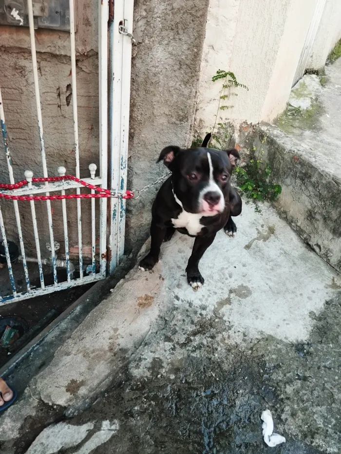 Cachorro ra a American Bully  idade 7 a 11 meses nome Bradock 