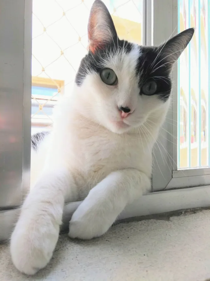 Gato ra a SRD-ViraLata idade 6 ou mais anos nome Lui