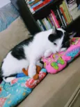 Lui