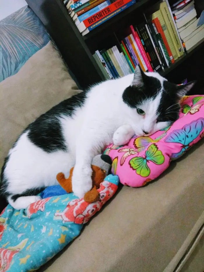 Gato ra a SRD-ViraLata idade 6 ou mais anos nome Lui