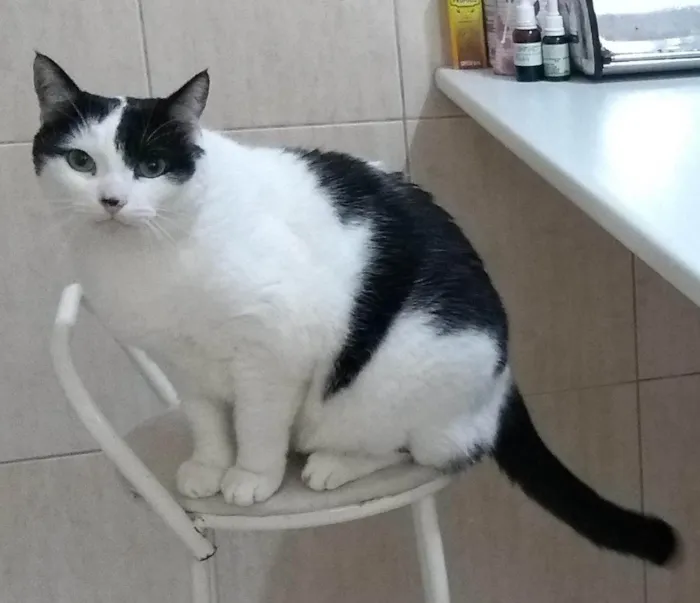 Gato ra a SRD-ViraLata idade 6 ou mais anos nome Lui