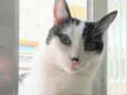 Lui