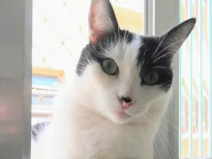 Gato raça SRD-ViraLata idade 6 ou mais anos nome Lui