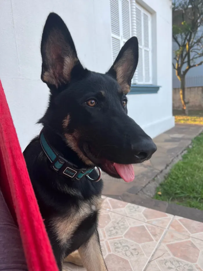 Cachorro ra a Pastor Alemão idade 1 ano nome Scooby 