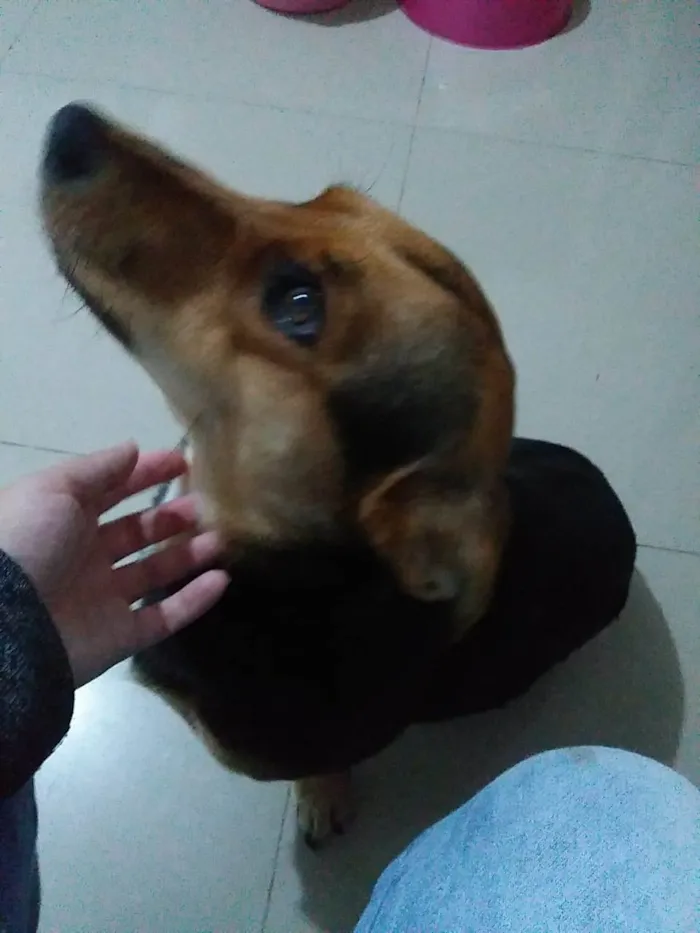 Cachorro ra a SRD-ViraLata idade 2 anos nome Moreninha