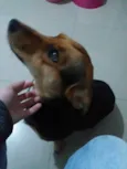 Moreninha