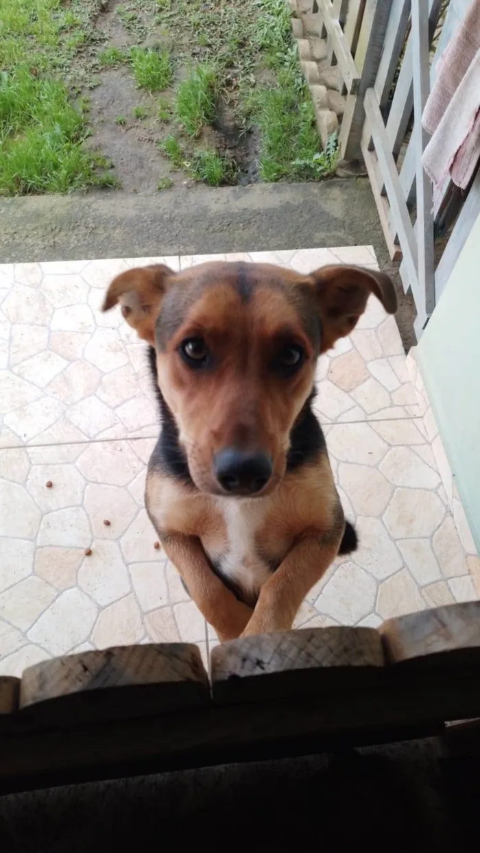 Cachorro ra a SRD-ViraLata idade 2 anos nome Moreninha