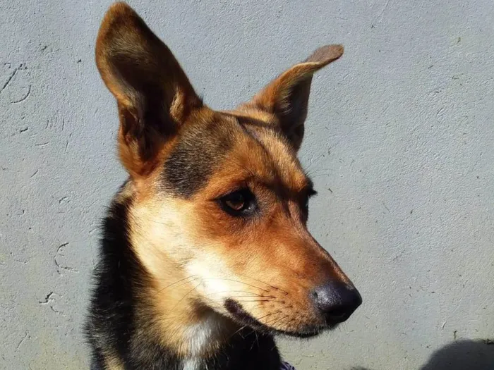 Cachorro ra a SRD-ViraLata idade 2 anos nome Moreninha