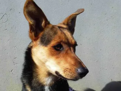 Cachorro raça SRD-ViraLata idade 2 anos nome Moreninha
