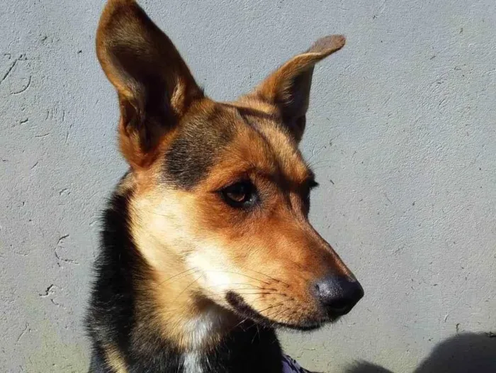 Cachorro ra a SRD-ViraLata idade 2 anos nome Moreninha