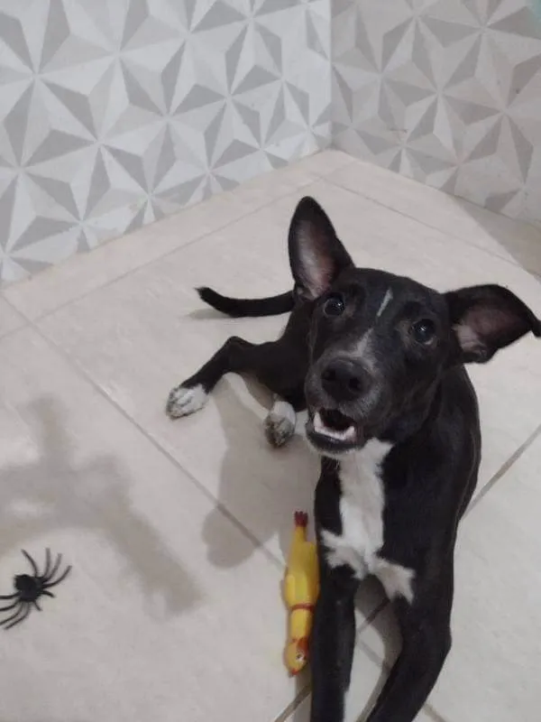 Cachorro ra a Srd idade 7 a 11 meses nome Hannah