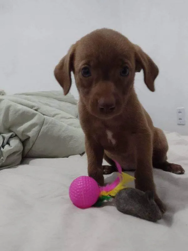 Cachorro ra a Srd idade 2 a 6 meses nome Dora