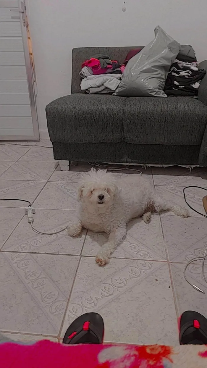 Cachorro ra a Poodle  idade 4 anos nome Não sei!