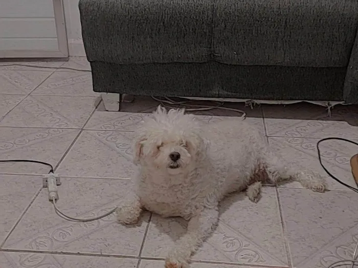 Cachorro ra a Poodle  idade 4 anos nome Não sei!