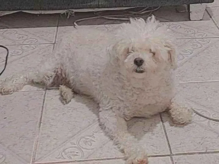 Cachorro ra a Poodle  idade 4 anos nome Não sei!