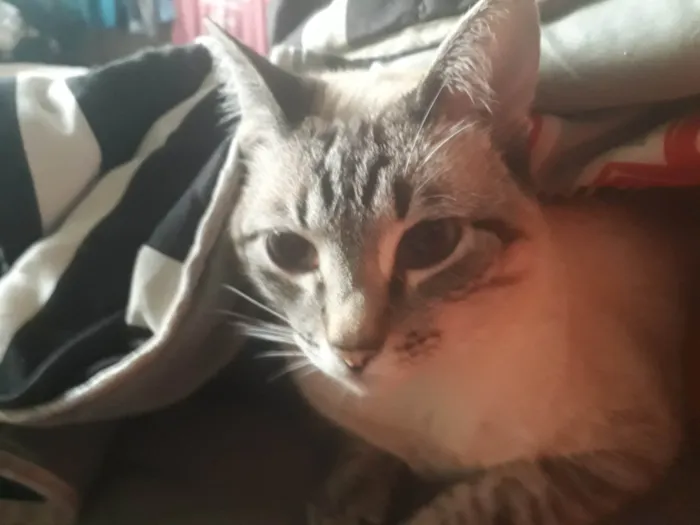 Gato ra a Siamês idade 6 ou mais anos nome GRATIFICA - Sofia