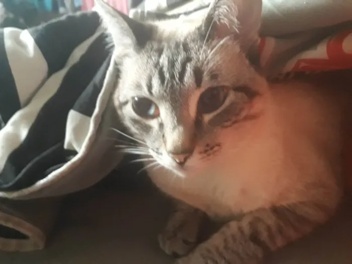Gato ra a Siamês idade 6 ou mais anos nome GRATIFICA - Sofia