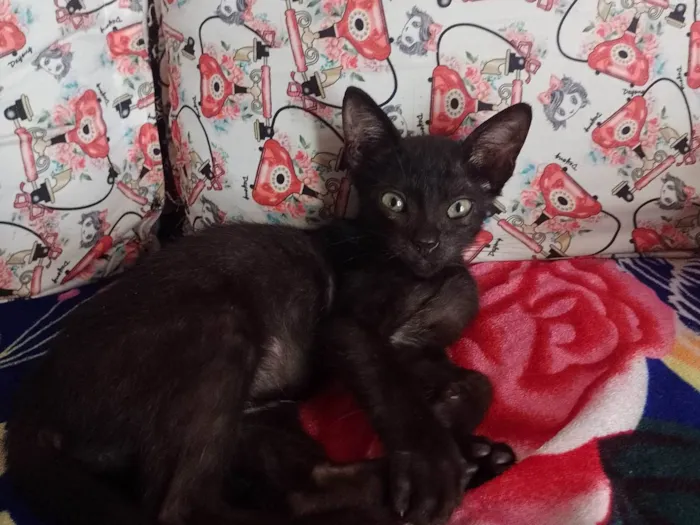 Gato ra a Bombay idade Abaixo de 2 meses nome Preciso de um lar