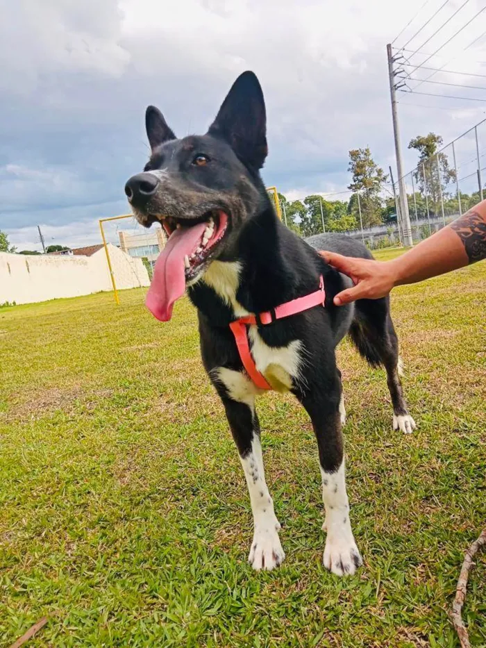 Cachorro ra a Husky Siberiano com Labrador idade 3 anos nome Lilly 