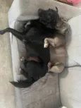Luna e Chico