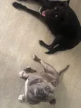 Luna e Chico