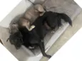 Luna e Chico
